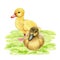 Ducklings on the green grass. Watercolor illustration. Hand drawn cute little duckling chicks standing and siting on the