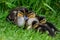 Ducklings huddling by the waters edge