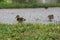 Ducklings on land - Mallard