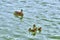 Ducklings and mother duck floating on lake