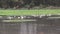 Ducklings of Peking white ducks on a pond. Duck farm in Vietnam