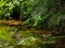 Ducklings playing near the edge of the pond