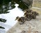 Ducklings - Poised to Jump
