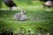 Ducklings resting and gracing on the green grass