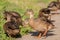 Ducklings searching for food