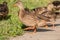 Ducklings searching for food