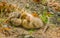 Ducklings sleeping together outdoors in a sunny day