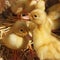 Ducklings on the straw