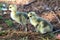 Ducklings Struggle To Take First Steps