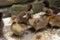 Ducklings are surrounded by fences.Duck chicks.mallard ducklings.Cute domestic duckling.Small brown Duck ducklings.Click or