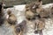 Ducklings are surrounded by fences.Duck chicks.mallard ducklings.Cute domestic duckling.Small brown Duck ducklings.Click or