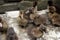 Ducklings are surrounded by fences.Duck chicks.mallard ducklings.Cute domestic duckling.Small brown Duck ducklings.Click or