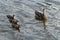 Ducklings swim with mother duck. Young ducks in the city pond. Birds living on lakes in the city