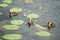 Ducklings swims in green lily leaves on river