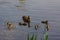 Ducklings swin in the lake - Bassin de la muette - France