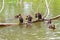 Ducklings to sit on the trunk of the tree above the pond water
