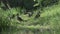 Ducks with adult ducklings in a grass on the bank of the lake in summer sunny day