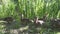 Ducks with adult ducklings in a grass on the bank of the lake in summer sunny day