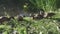 Ducks with adult ducklings in a grass on the bank of the lake in summer sunny day