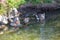 Ducks Anatidae swimming and resting in the water and banks of the Jordan River Trail with surrounding trees, Russian Olive, cott