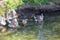 Ducks Anatidae swimming and resting in the water and banks of the Jordan River Trail with surrounding trees, Russian Olive, cott