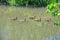 Ducks Anatidae swimming and resting in the water and banks of the Jordan River Trail with surrounding trees, Russian Olive, cotton