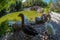 Ducks at the artificial lake with the wooden bridge in the National Garden of Athens - Greece. It is a public park near Syntagma s