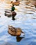 Ducks on the autumn pond