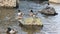 Ducks on the banks of the Yenisei