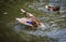 Ducks bathing in a cloud of spray in a pond