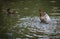 Ducks bathing in a cloud of spray in a pond