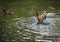 Ducks bathing in a cloud of spray in a pond