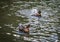 Ducks bathing in a cloud of spray in a pond