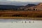 Ducks on Benson Pond