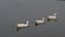 Ducks bird water seabird geese swans, Anatidae or waterfowl Wading shorebirds family floating on lake water surface in a row.