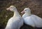 Ducks birds at the farm baby fowl white feathers