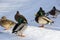 Ducks, birds, females and males in the snow, the shore of the fr