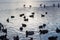 Ducks birds swimming cold lake water winter sunset silhouette