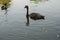 Ducks and black swans with little swans