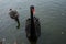 Ducks and black swans with little swans