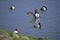 Ducks black and white at Sukhna Lake chandigarh