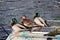 Ducks on board, Glasson Dock, Lancashire