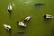 Ducks and carps in green water, view from above, background