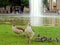 Ducks in the central park of Stuttgart. Summer 2018, Germany.