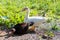 Ducks and chicken on a dung hill