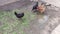 Ducks and chickens walk around the farm yard