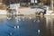 Ducks in the city park pond in Aranjuez Spain.