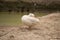 Ducks cleaning itself stand on ground near pond. Countryside scene with ducks