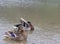 Ducks cleaning themselves on lake schwarzsee in fribourg. Beautifully coloured feathers