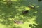Ducks close-up. A duck swims in an overgrown old pond. Waterfowl in nature. A pond covered with duckweed and greenery on a sunny
